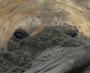 elephant seal.JPG